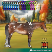 Horse Color:White Spotted Bay 