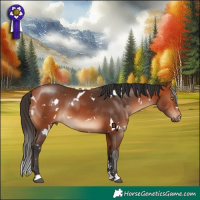 Horse Color:White Spotted Bay 