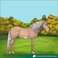 Horse Color:Silver Amber Champagne Frame