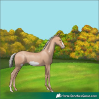 Horse Color:Silver Amber Champagne Frame 