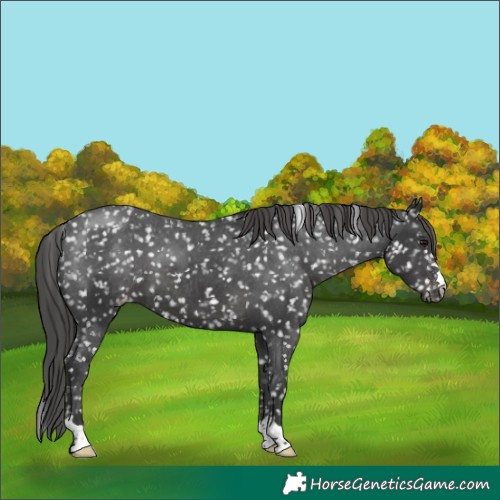 Horse Color:Black Appaloosa 