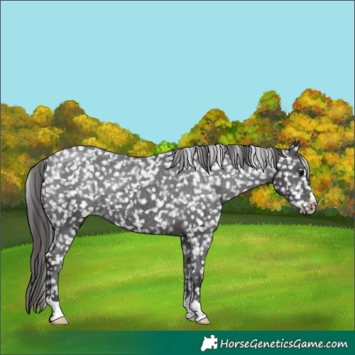 Horse Color:Black Appaloosa 