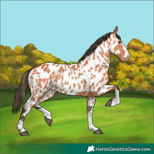 Horse Color:Bay Appaloosa 