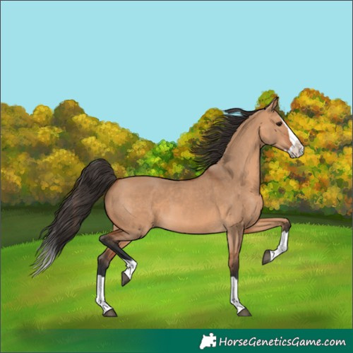 Horse Color:Bay Dun Splash 