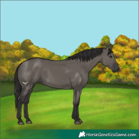 Horse Color:Smoky Grullo 