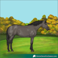 Horse Color:Smoky Grullo