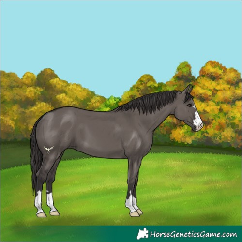 Horse Color:Smoky Grullo 