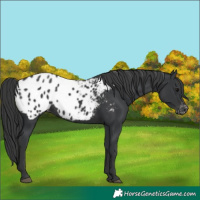 Horse Color:Black Blanket Rabicano 