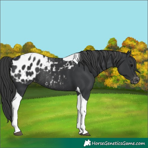 Horse Color:Black Tobiano Blanket Rabicano 
