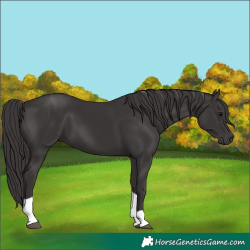 Horse Color:Smoky Black Tobiano