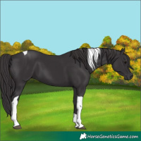 Horse Color:Smoky Black Tobiano