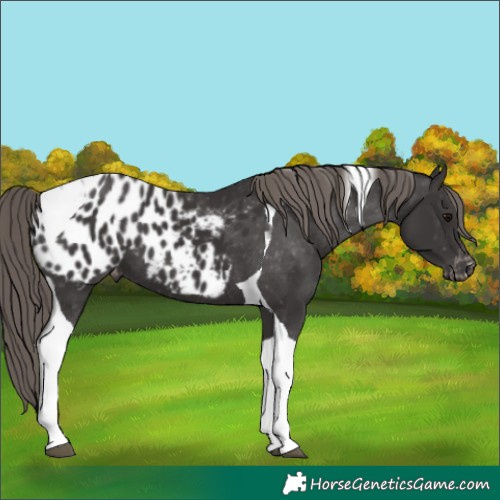 Horse Color:Smoky Black Tobiano Blanket 
