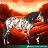 Horse Color:Bay Appaloosa and Bay Appaloosa