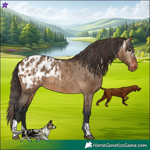 Horse Color:Bay Dun Appaloosa and Gray Bay Dun Appaloosa