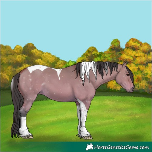 Horse Color:Bay Dun Tobiano 