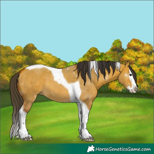 Horse Color:Bay Dun Splash Tobiano 