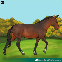Horse Color:Brown Rabicano and Brown Rabicano
