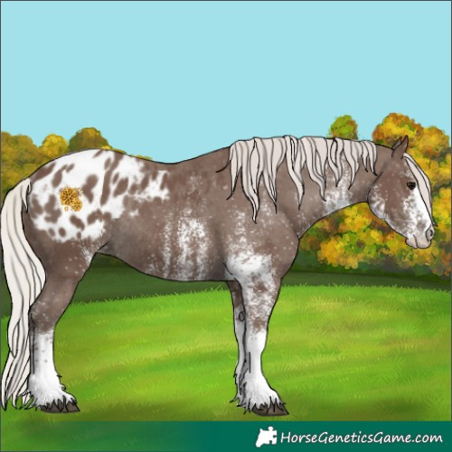 Horse Color:White Spotted Silver Black Appaloosa Rabicano 
