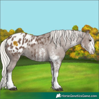 Horse Color:White Spotted Silver Black Blanket Rabicano
