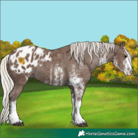 Horse Color:White Spotted Silver Black Appaloosa Rabicano 