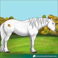 Horse Color:White Spotted Chestnut Chinchilla Varnish Rabicano