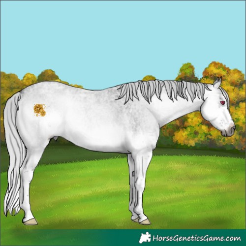 Horse Color:Gray Silver Blue Onyx Chinchilla Ice Roan Splash Rabicano 