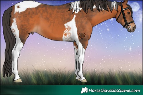 Horse Color:Bay Tobiano 