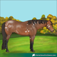 Horse Color:White Spotted Bay 