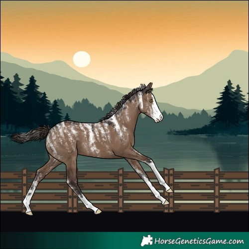 Horse Color:Powder White Liver Red Dun 