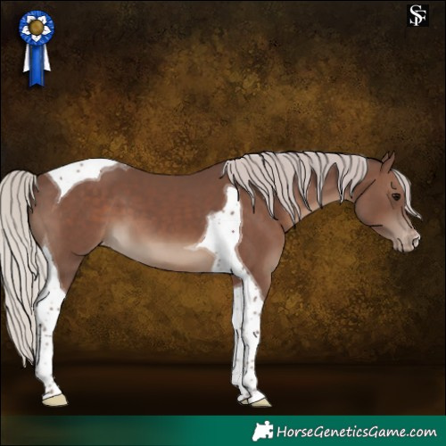 Horse Color:Silver Black Tobiano Appaloosa 