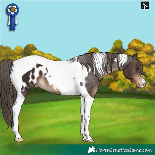 Horse Color:Liver Chestnut Tobiano Appaloosa 