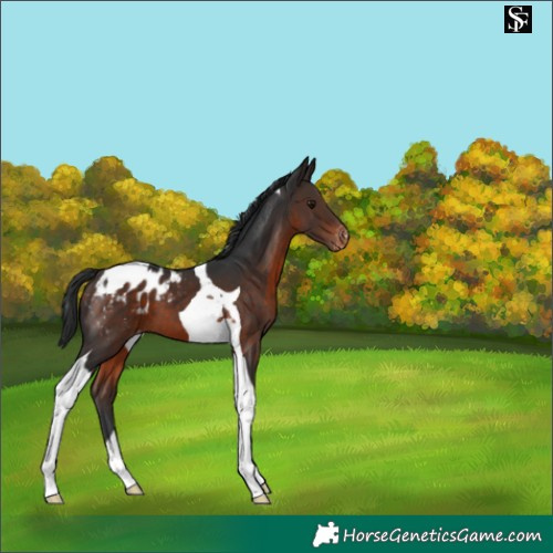 Horse Color:Brown Tobiano Appaloosa 