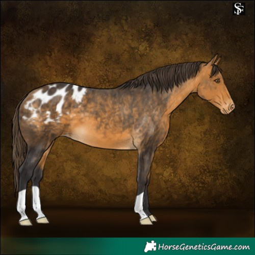 Horse Color:Buckskin Blanket 