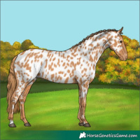 Horse Color:Chestnut Near Leopard