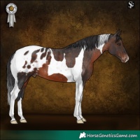 Horse Color:Brown Tobiano Appaloosa