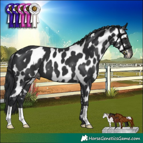Horse Color:Black Appaloosa 