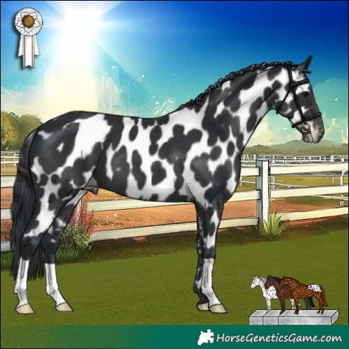 Horse Color:Black Appaloosa 