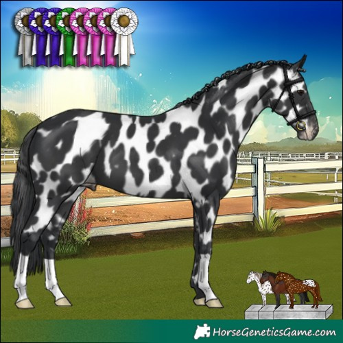 Horse Color:Black Near Leopard 