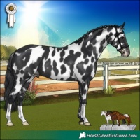 Horse Color:Black Appaloosa