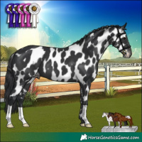 Horse Color:Black Appaloosa