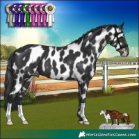 Horse Color:Black Near Leopard