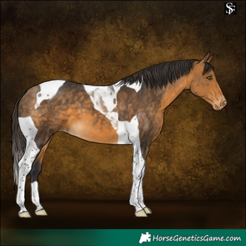 Horse Color:Buckskin Tobiano Varnish 