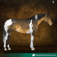 Horse Color:Buckskin Tobiano Appaloosa