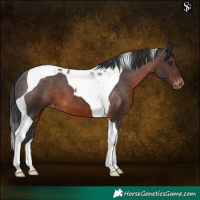 Horse Color:Brown Tobiano Varnish 