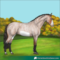 Horse Color:Bay Roan Frame
