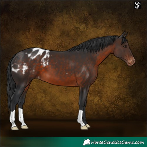 Horse Color:Brown Appaloosa 