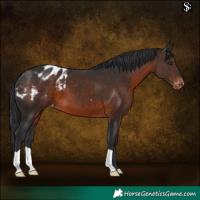 Horse Color:Brown Appaloosa