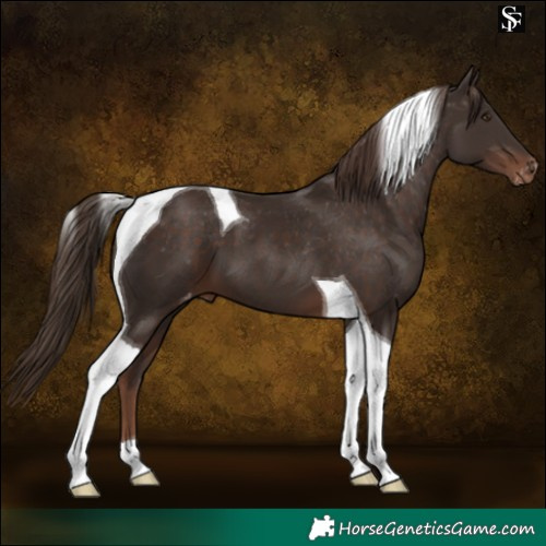 Horse Color:Liver Chestnut Tobiano Appaloosa 