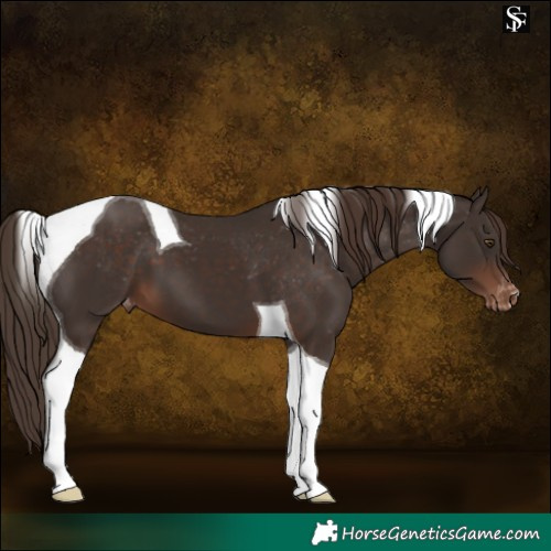 Horse Color:Liver Chestnut Tobiano Appaloosa 