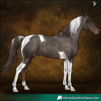 Horse Color:Liver Chestnut Tobiano Appaloosa 